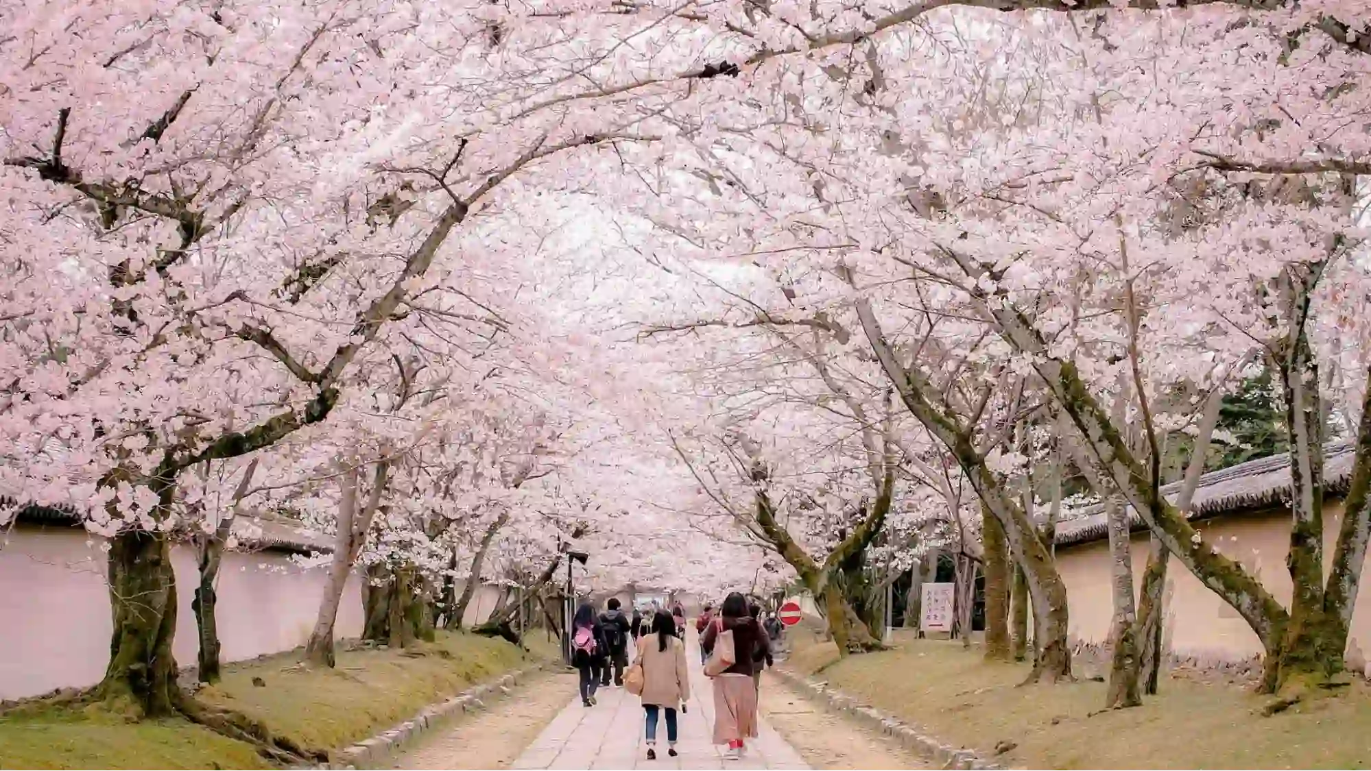 Beautiful Cherry Blossom (Sakura) Spots In Kyoto 