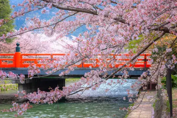 Kyoto Pictures 